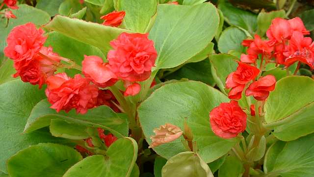 B. ‘Ville de Zurich Rouge’